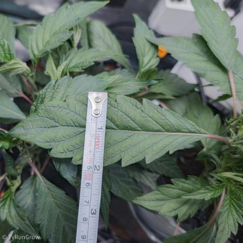 Trich beast clones experiment. Week 4