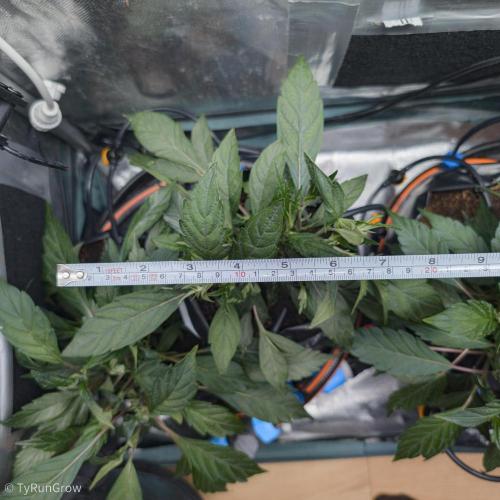 Trich beast clones experiment. Week 4