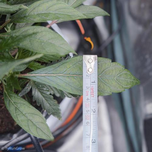 Trich beast clones experiment. Week 4