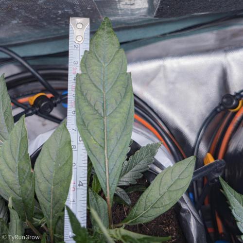 Trich beast clones experiment. Week 4