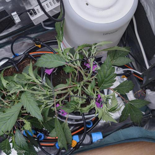 Trich beast clones experiment. Week 4