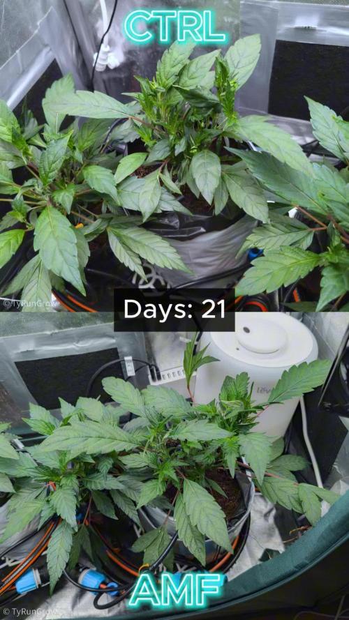 Trich beast clones experiment