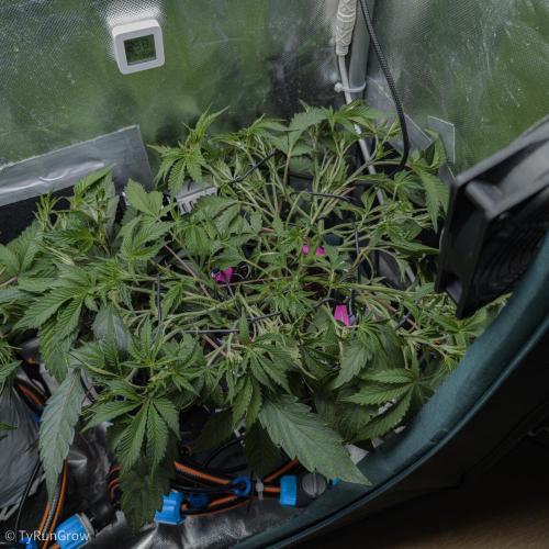 Trich beast clones experiment. Week 5