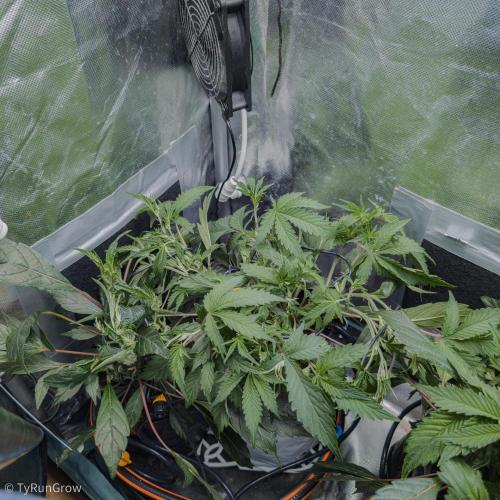 Trich beast clones experiment. Week 5