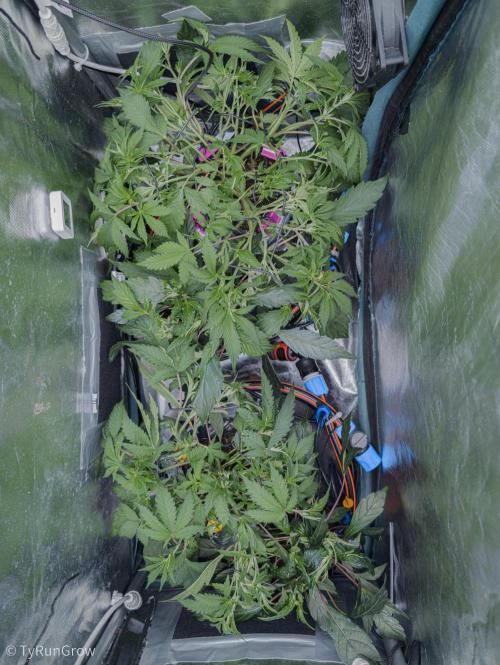 Trich beast clones experiment. Week 5