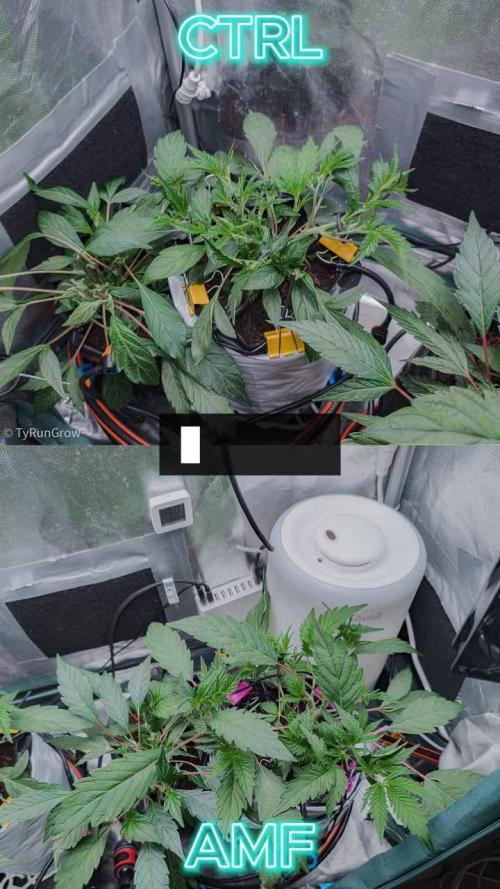 Trich beast clones experiment