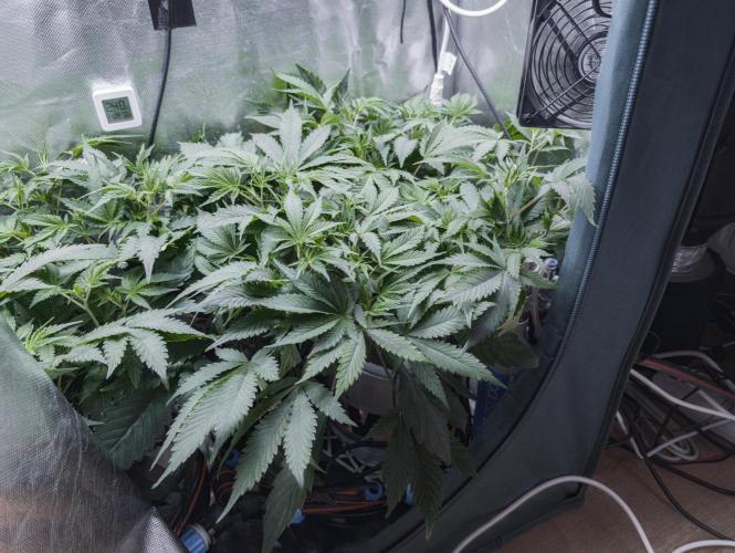 Trich beast clones experiment. Week 6