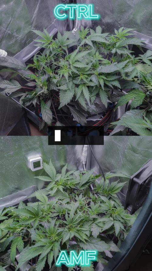 Trich beast clones experiment