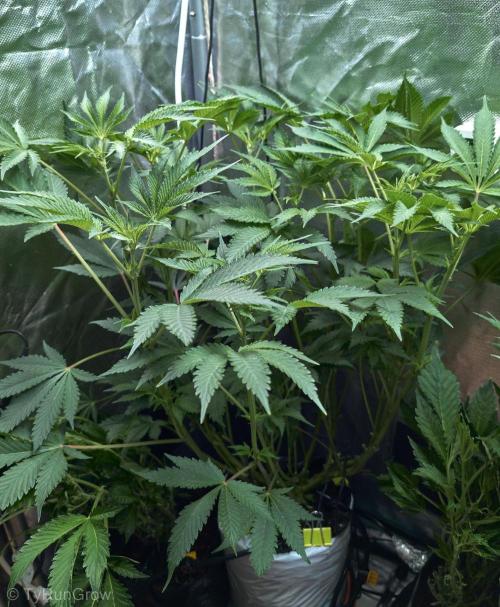 Trich beast clones experiment. Week 7