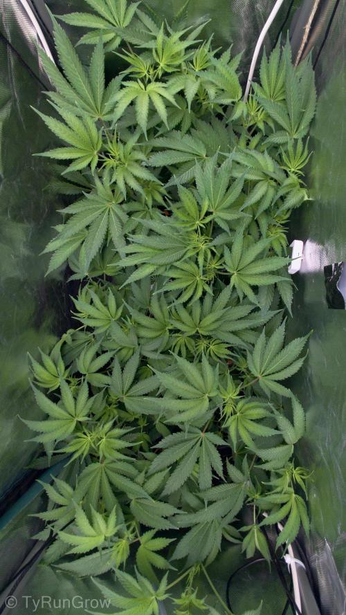 Trich beast clones experiment. Week 7