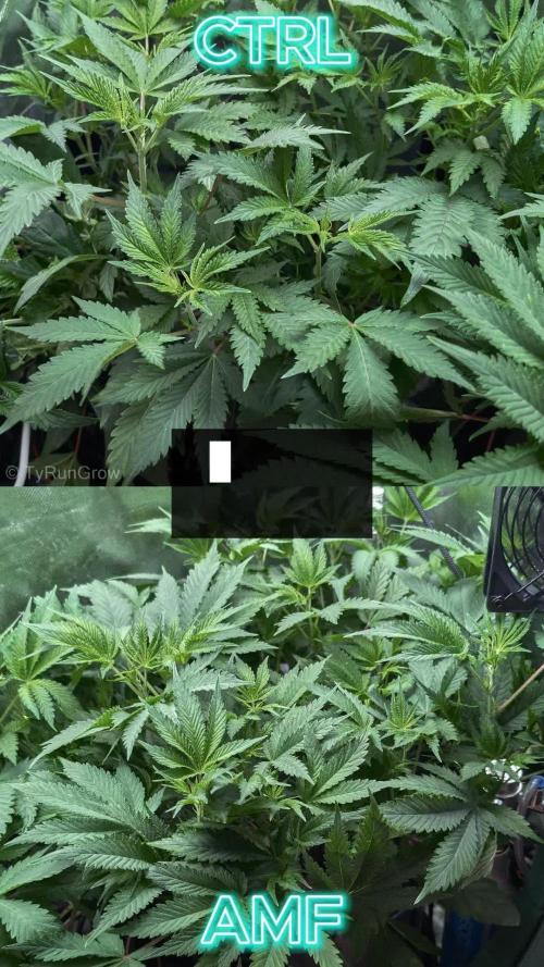 Trich beast clones experiment