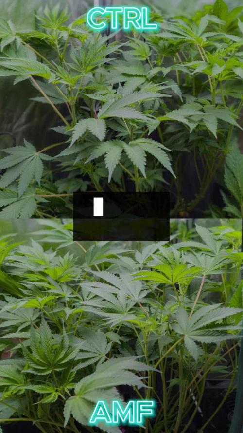 Trich beast clones experiment