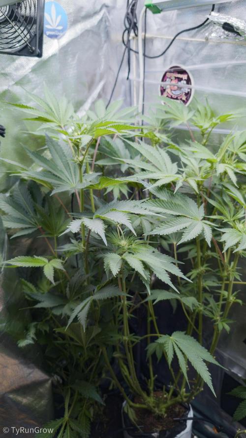 Trich beast clones experiment. Week 8