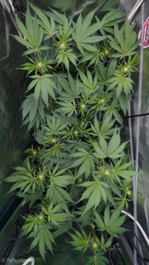 Trich beast clones experiment. Week 8