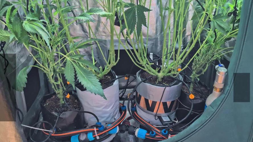 Trich beast clones experiment