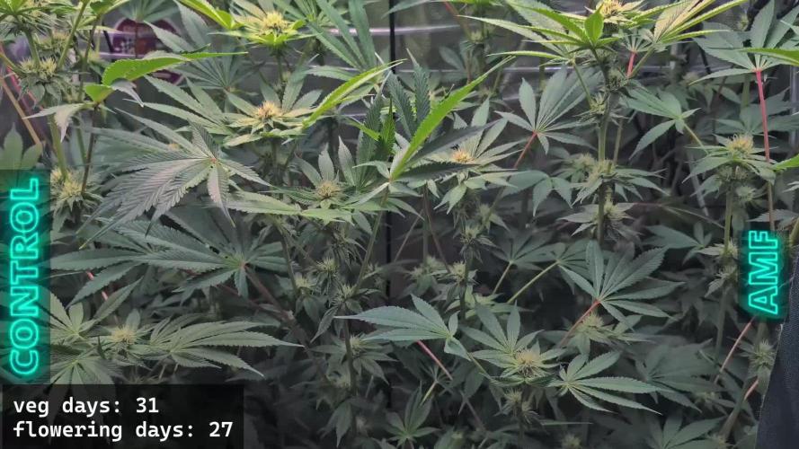Trich beast clones experiment