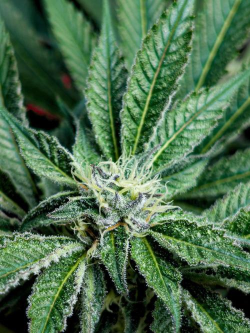 Trich beast clones experiment. Week 10