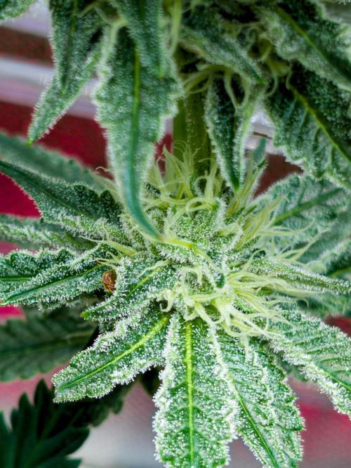 Trich beast clones experiment. Week 10