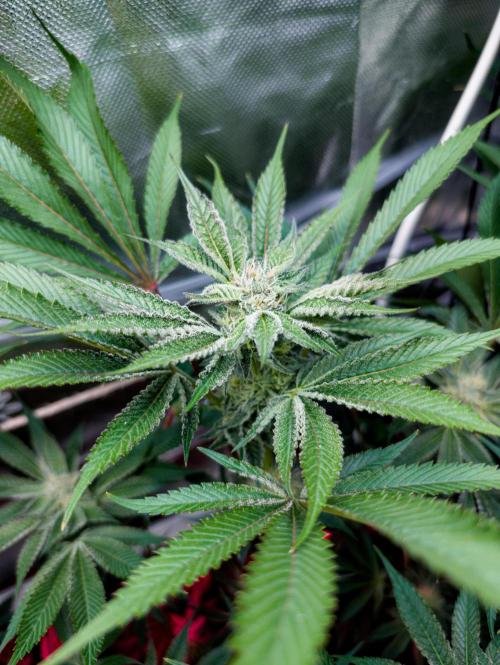 Trich beast clones experiment. Week 10
