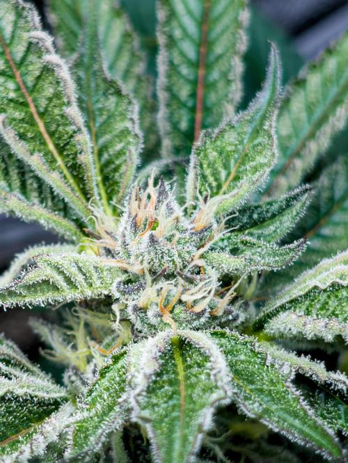 Trich beast clones experiment. Week 10