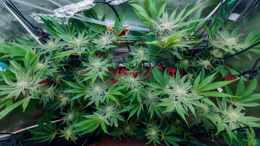 Trich beast clones experiment. Week 10