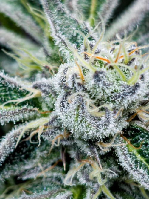 Trich beast clones experiment. Week 11