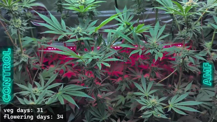 Trich beast clones experiment