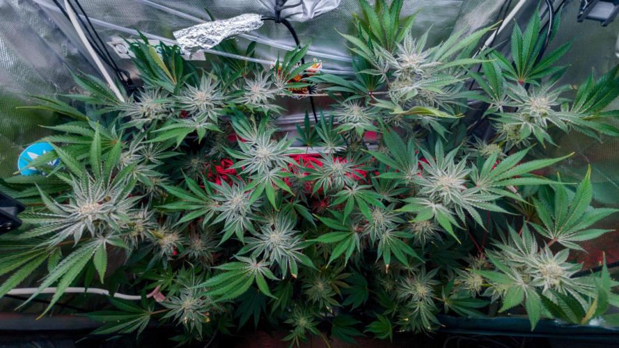 Trich beast clones experiment. Week 11