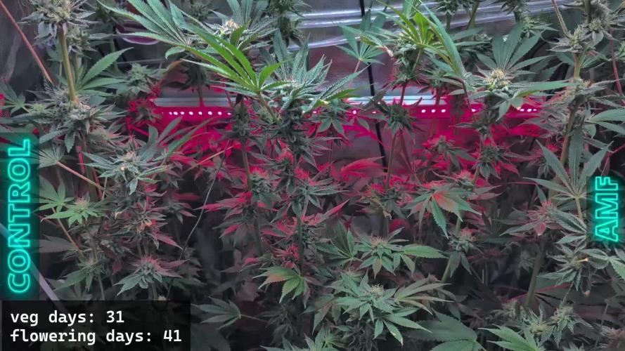 Trich beast clones experiment