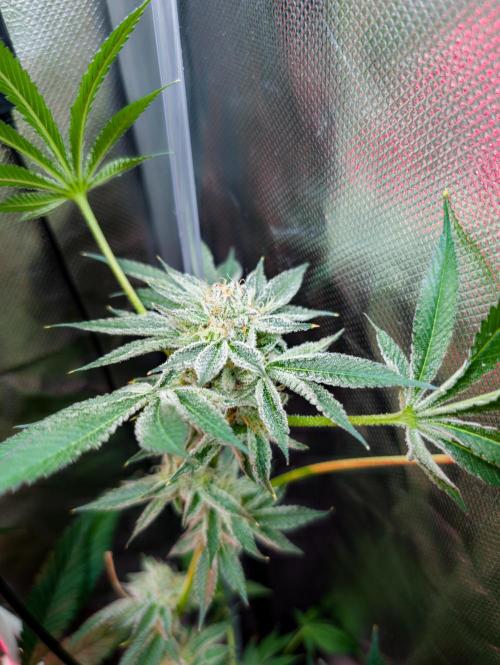 Trich beast clones experiment. Week 12