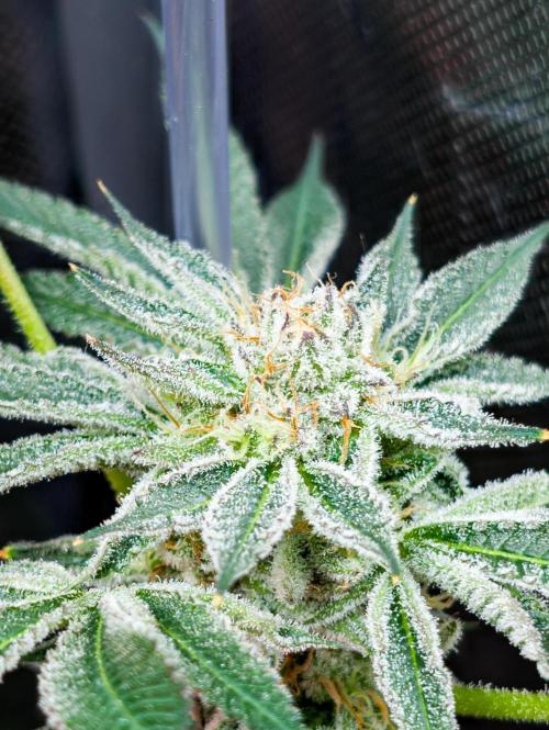 Trich beast clones experiment. Week 12