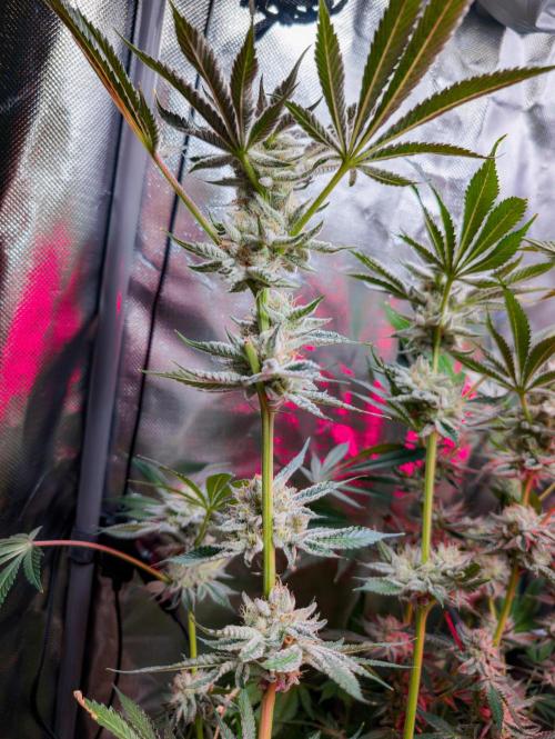 Trich beast clones experiment. Week 12