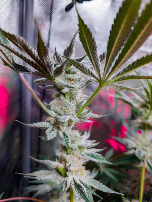 Trich beast clones experiment. Week 12