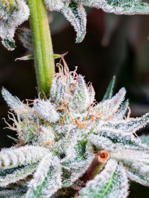Trich beast clones experiment. Week 12