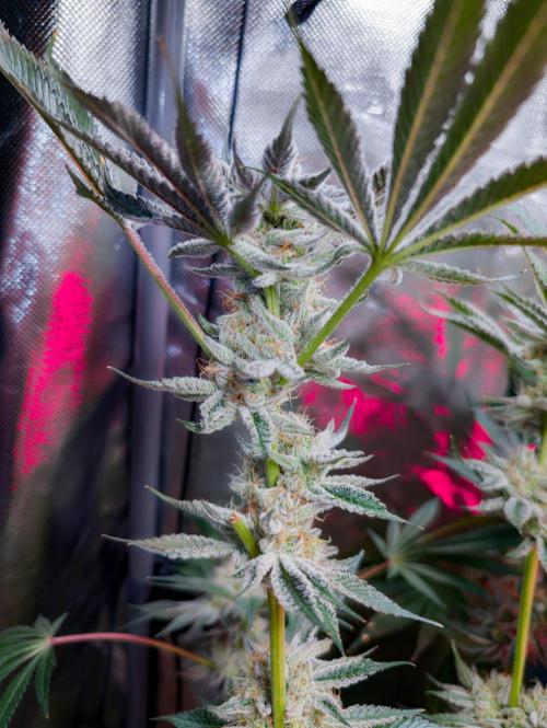 Trich beast clones experiment. Week 12