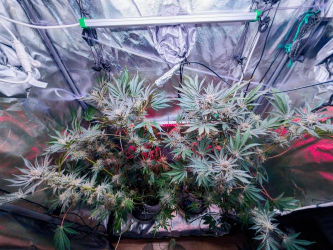 Trich beast clones experiment. Week 12