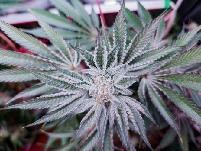Trich beast clones experiment. Week 12