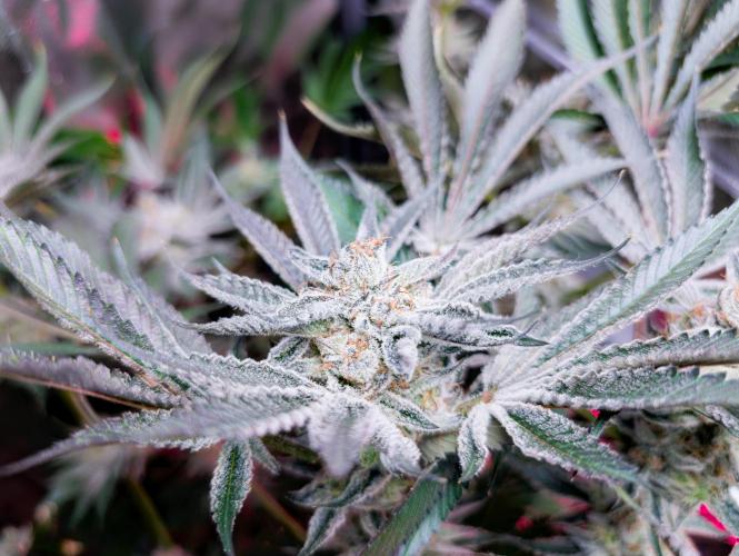 Trich beast clones experiment. Week 12