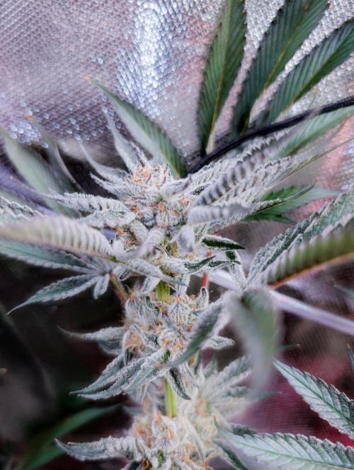 Trich beast clones experiment. Week 12