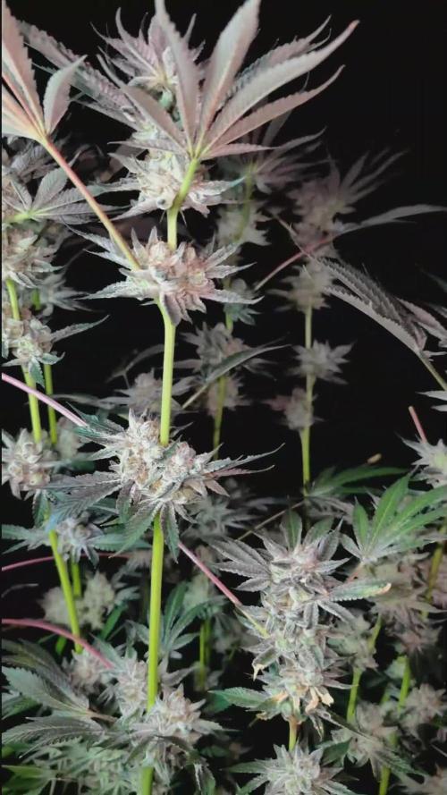 Trich beast clones experiment