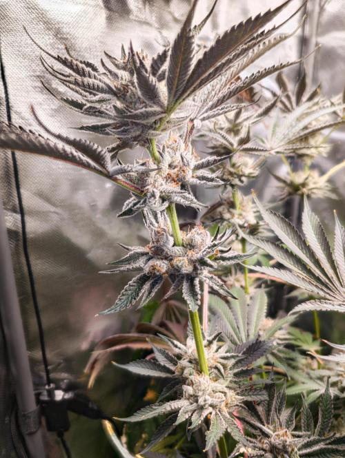 Trich beast clones experiment. Week 13