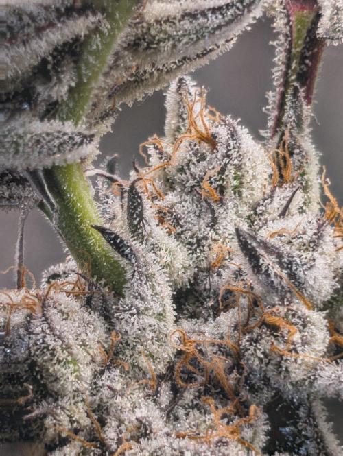 Trich beast clones experiment. Week 13