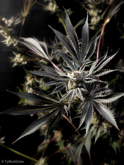 Trich beast clones experiment. Week 13
