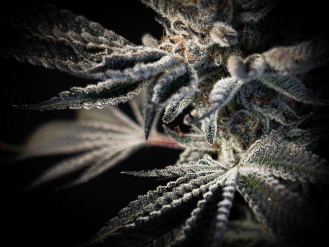 Trich beast clones experiment. Week 13