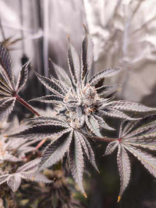 Trich beast clones experiment. Week 13