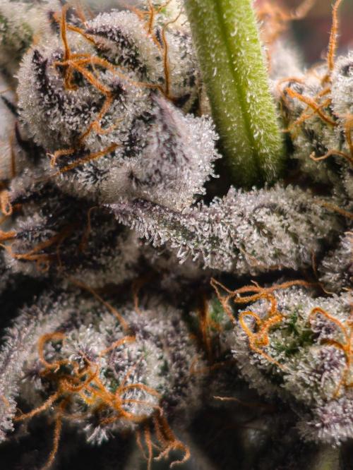 Trich beast clones experiment. Week 13