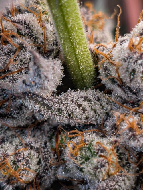 Trich beast clones experiment. Week 13