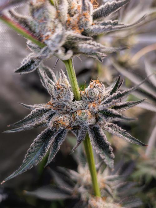 Trich beast clones experiment. Week 13
