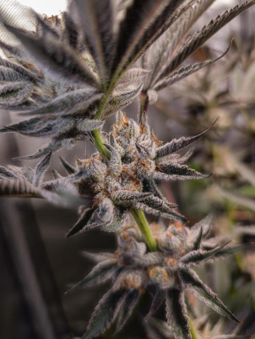 Trich beast clones experiment. Week 13