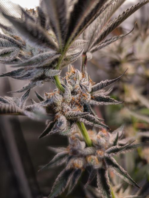 Trich beast clones experiment. Week 13